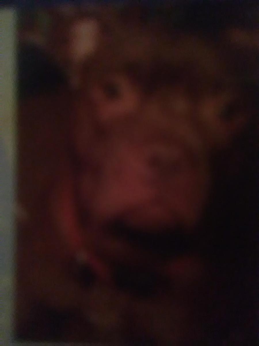 Image of Lovela, Lost Dog