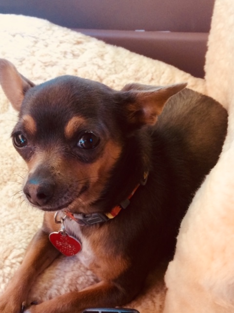 big bear looking dog