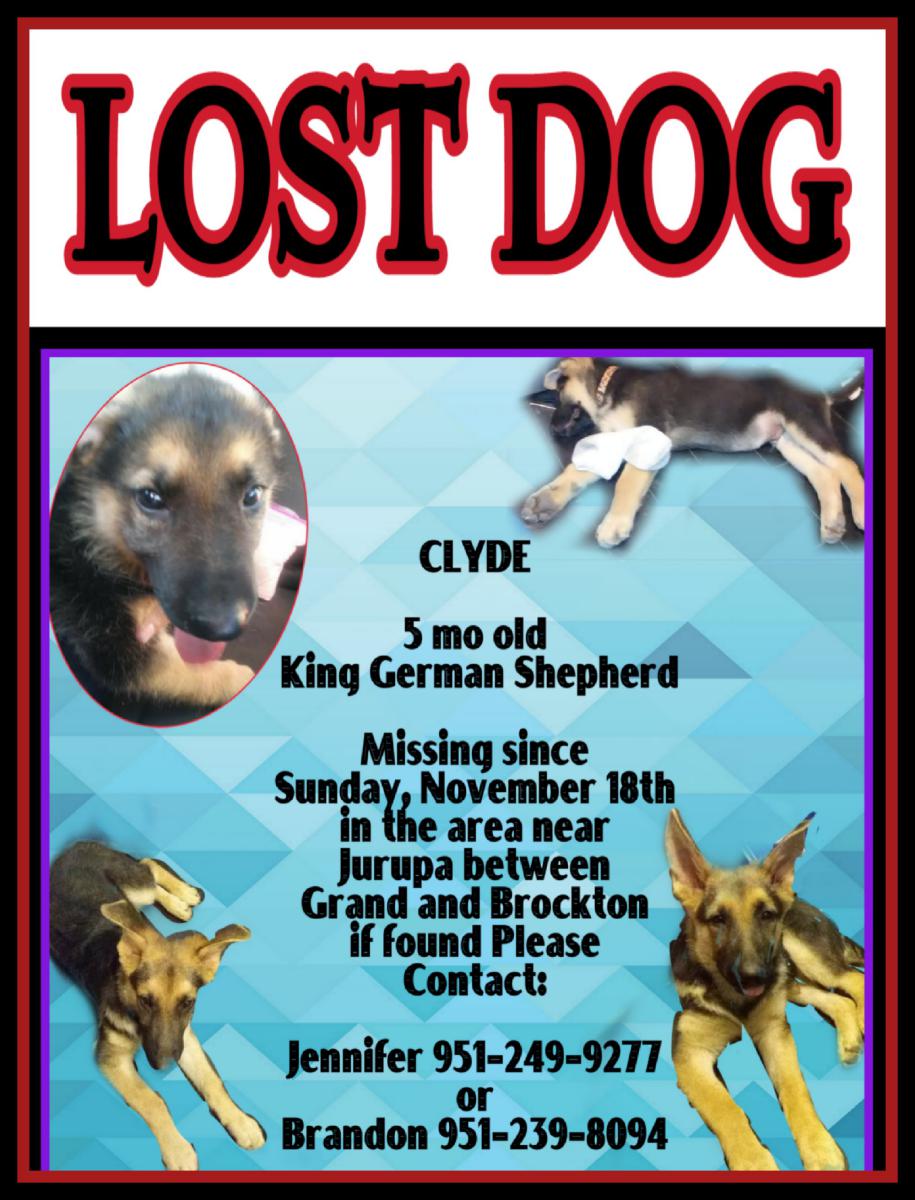 Image of Clyde, Lost Dog