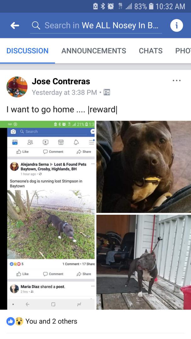 Image of Zues, Lost Dog