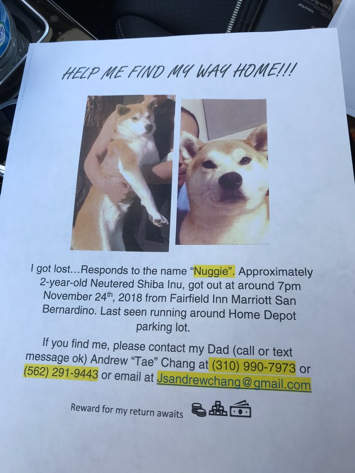 Image of Nuggie, Lost Dog