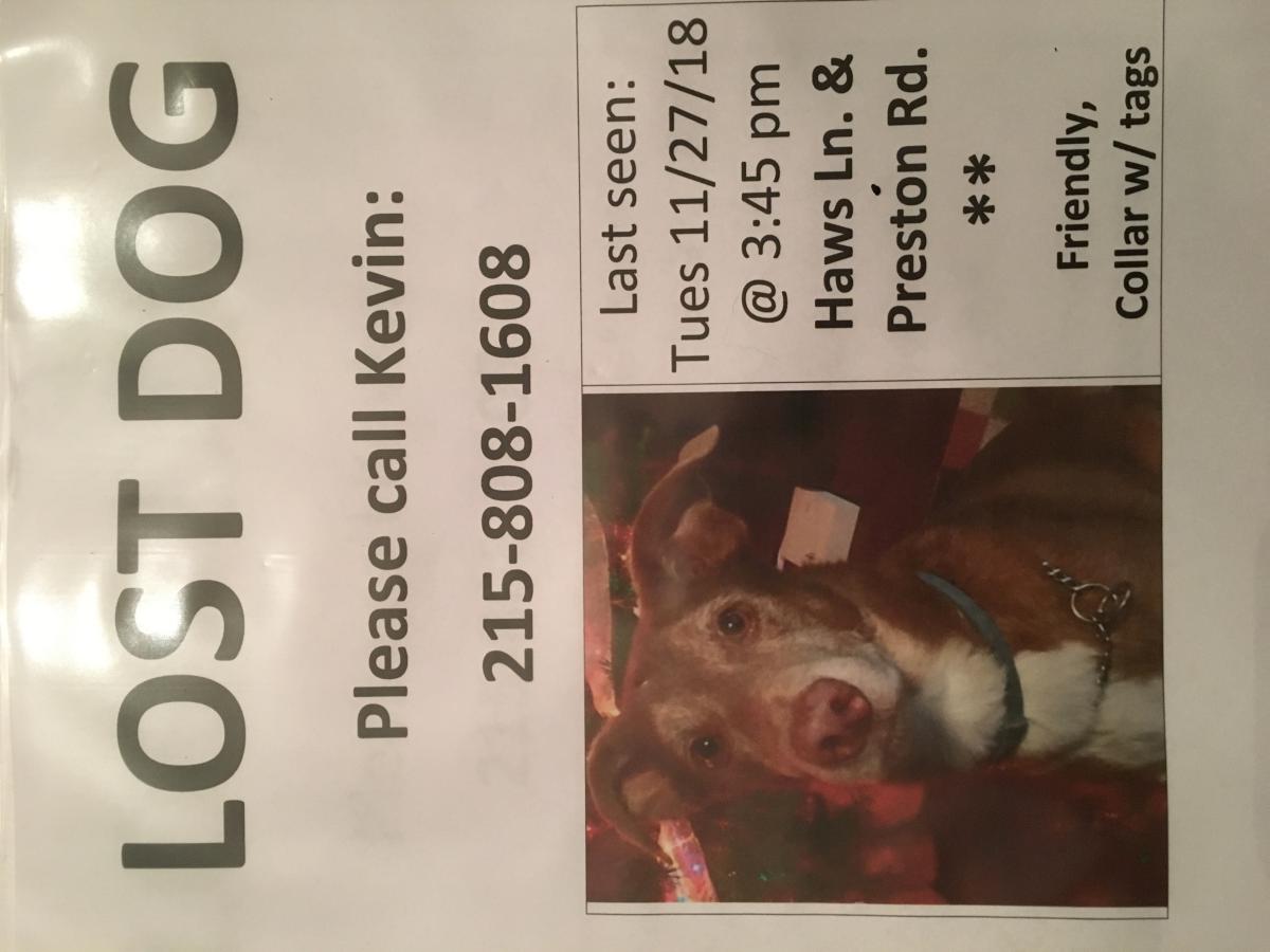 Image of Boomer (Brown/white), Lost Dog