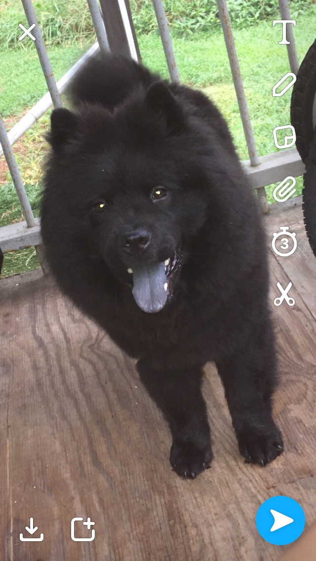 Image of Chow, Lost Dog