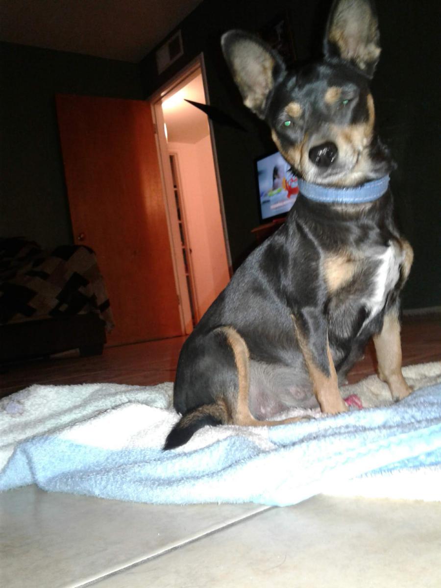 Image of Chatis, Lost Dog