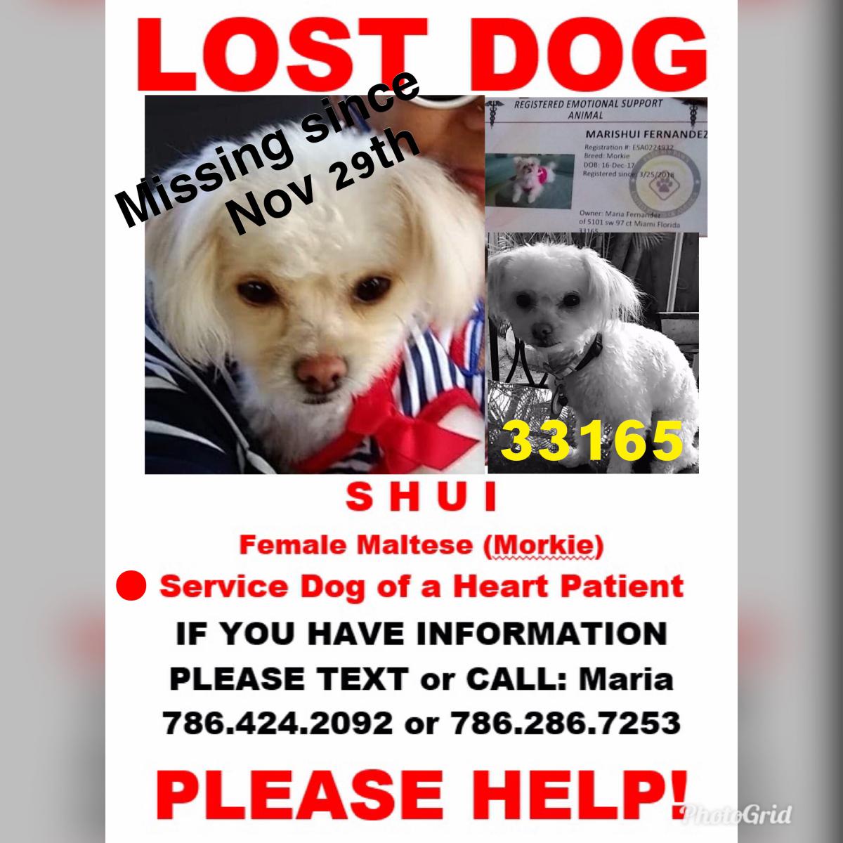 Image of Shui, Lost Dog