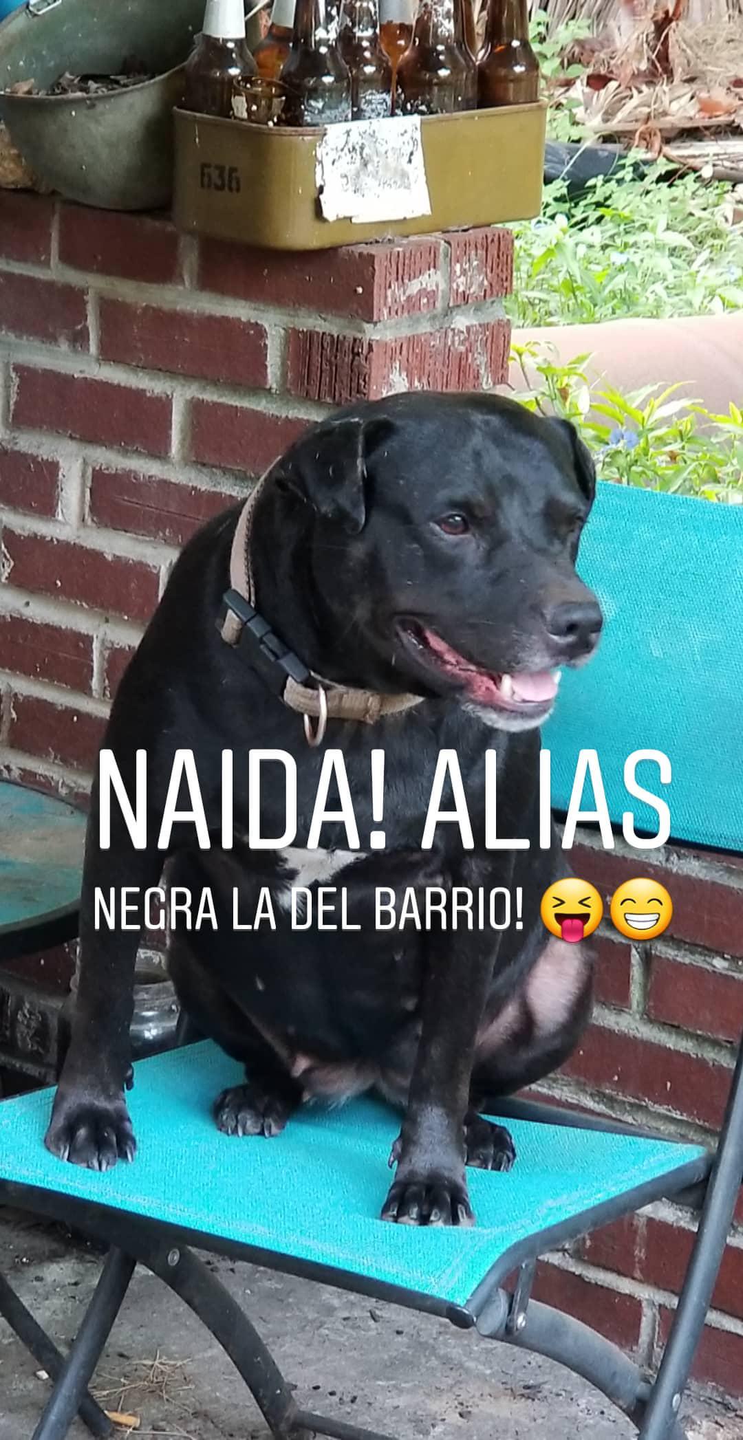 Image of Naida/Negra, Lost Dog