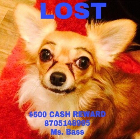 Image of Kosmo, Lost Dog