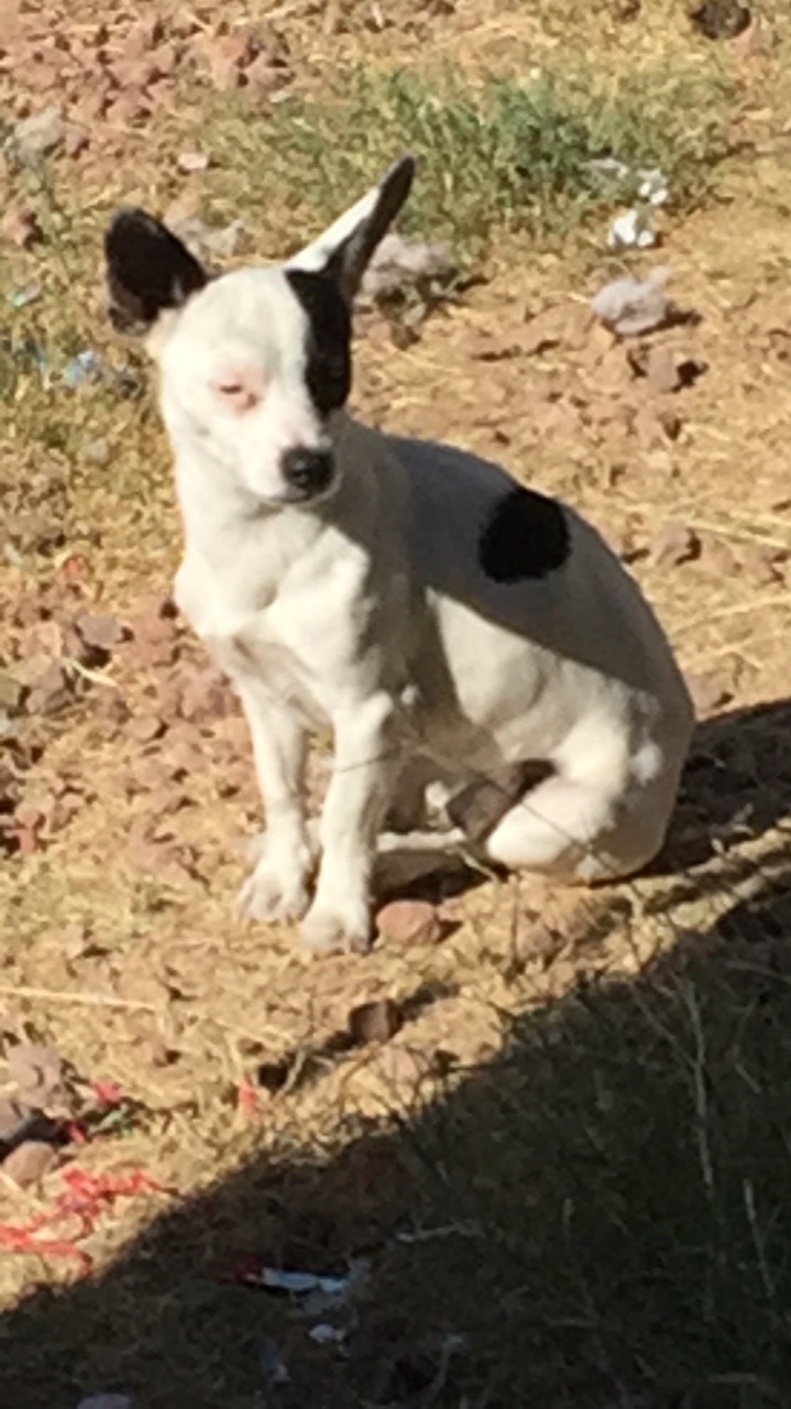 Image of Spots, Lost Dog