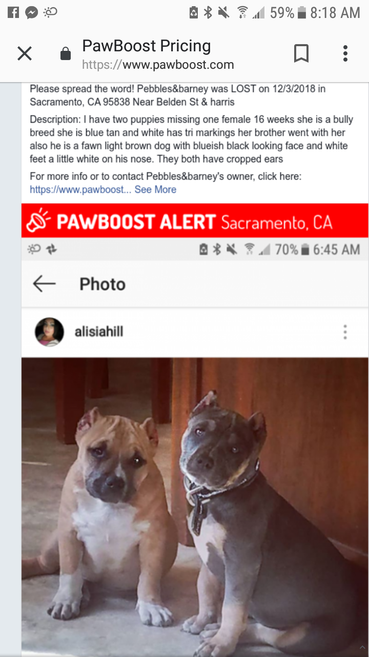 Image of Pebbles&Barney, Lost Dog
