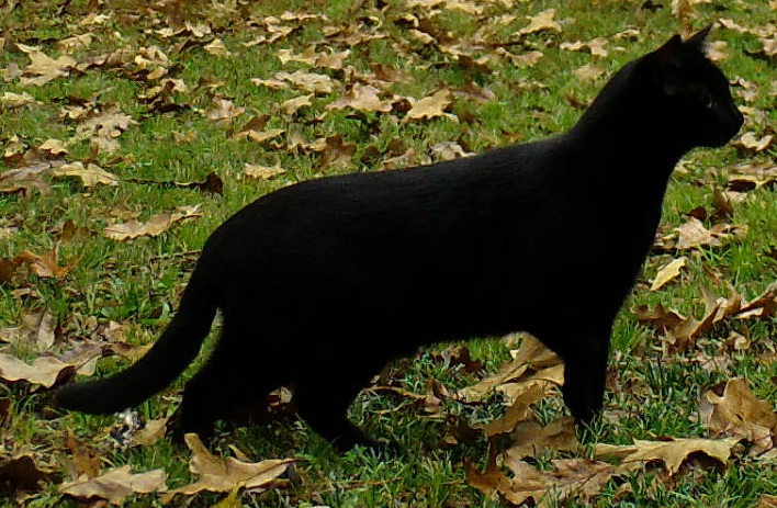Image of Blackbean, Lost Cat