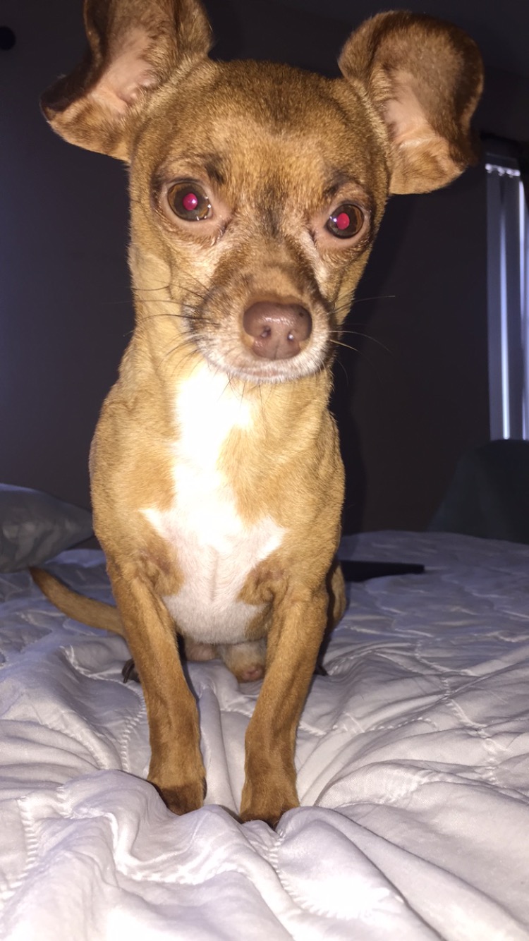 Image of Cubita, Lost Dog