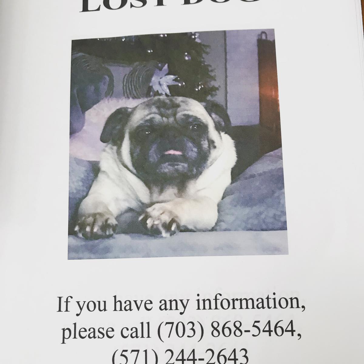 Image of Neo, Lost Dog
