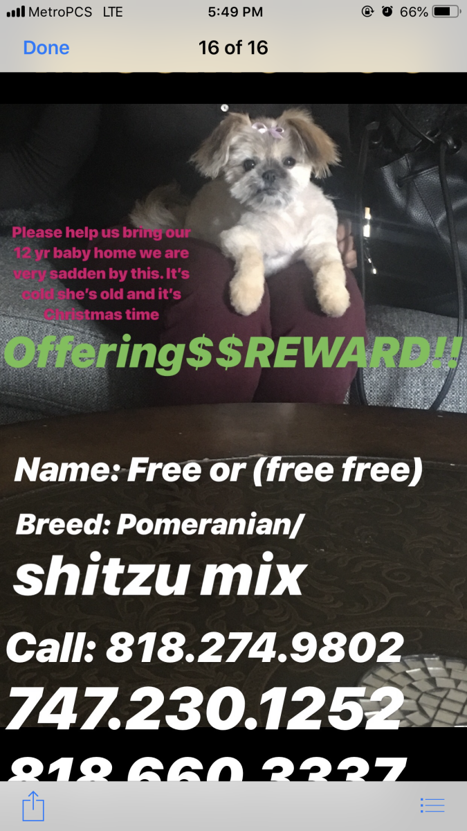 Image of Free, Lost Dog