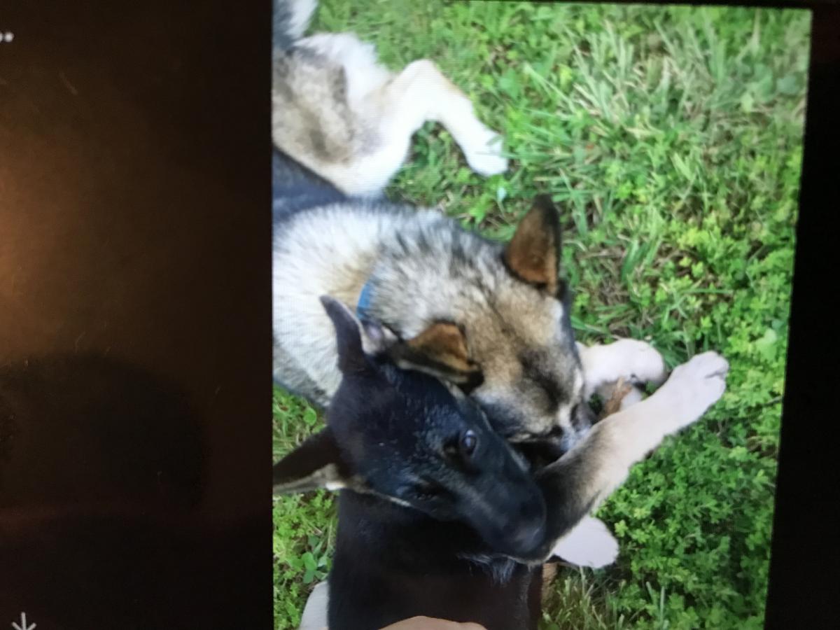Image of Layla and montez, Lost Dog