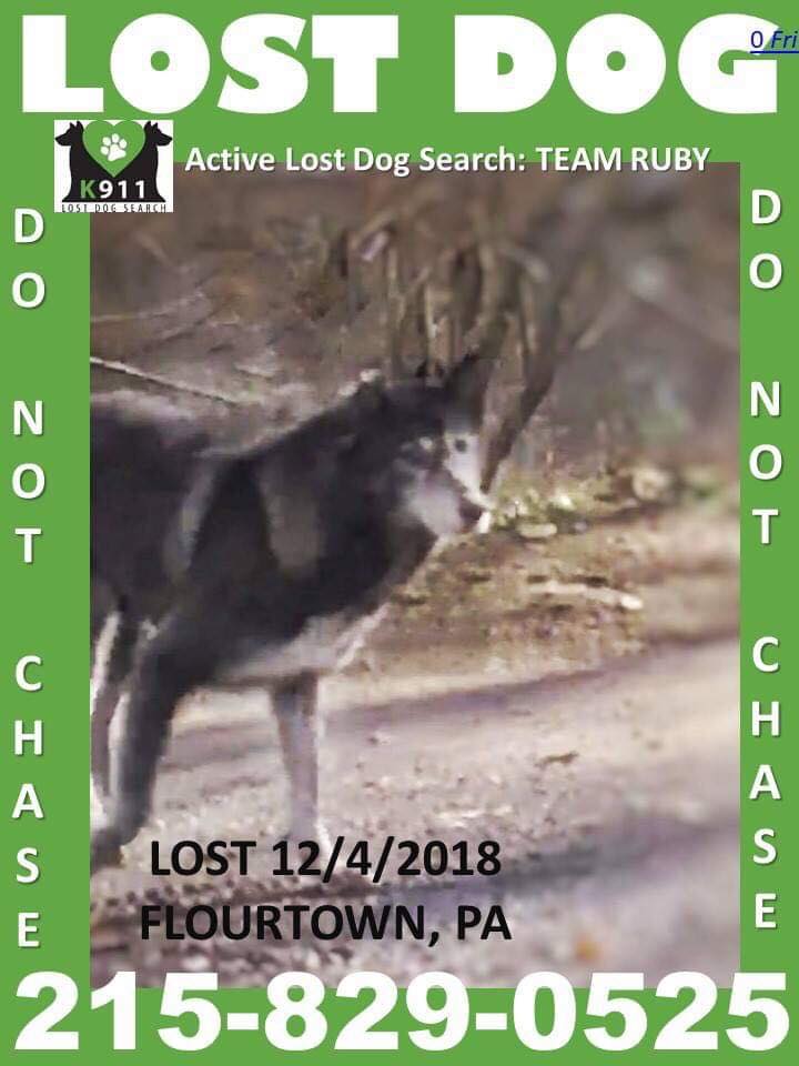 Image of TORI, Lost Dog