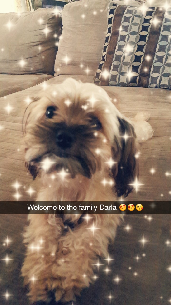 Image of Darla, Lost Dog