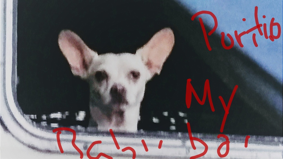 Image of Poritio, Lost Dog
