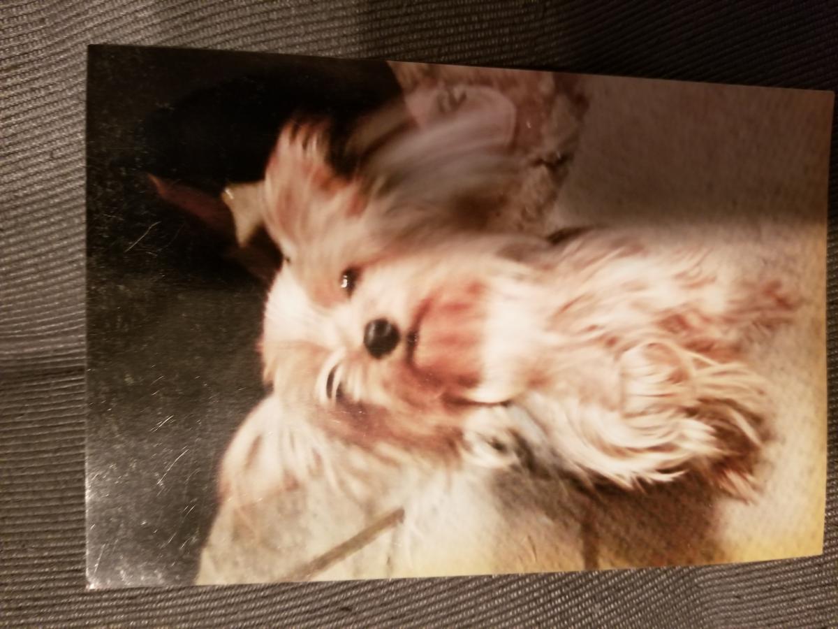 Image of Weta, Lost Dog