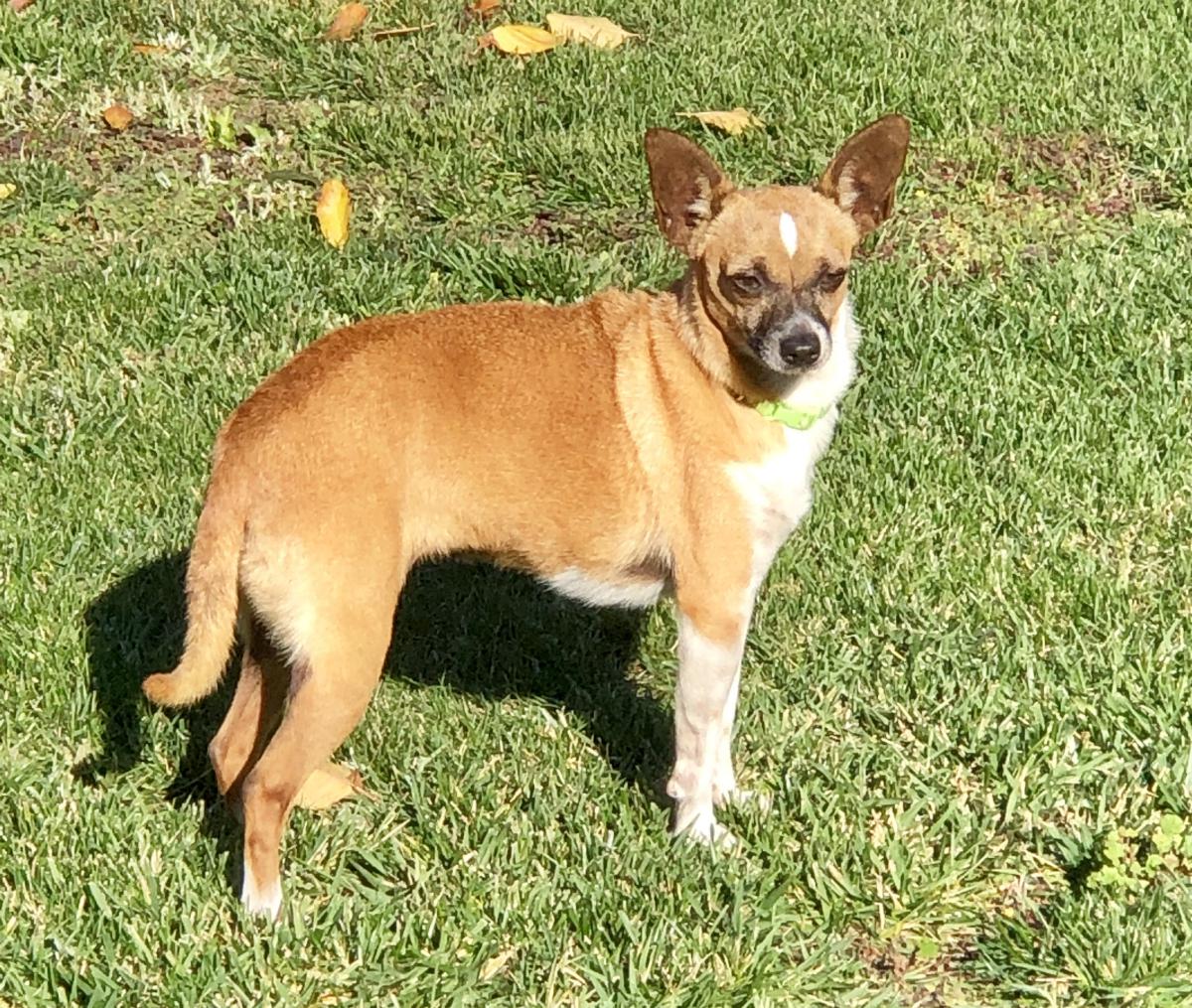 Image of Female Chihuahua Mix, Found Dog
