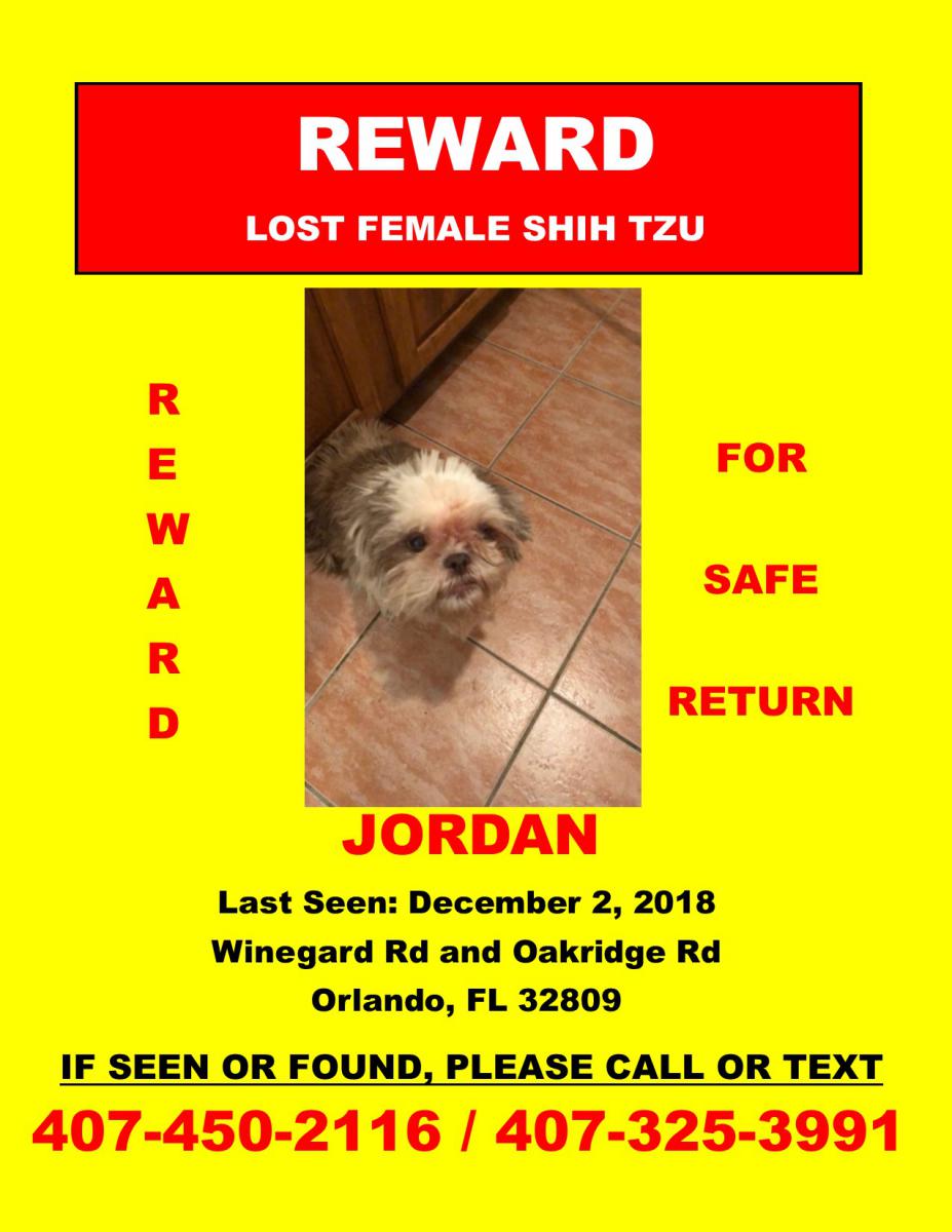 Image of Jordan, Lost Dog