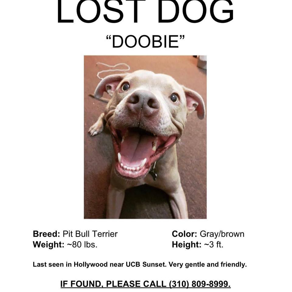 Image of Doobie, Lost Dog