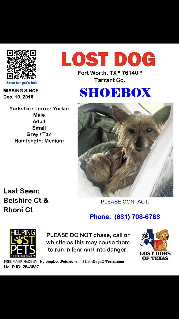 Image of Shoebox, Lost Dog