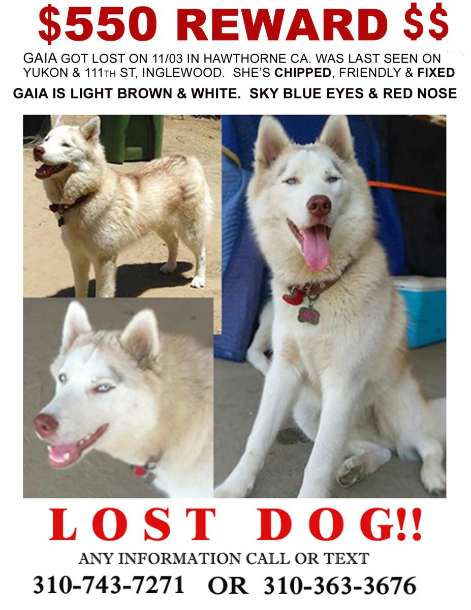 Image of Gaia, Lost Dog