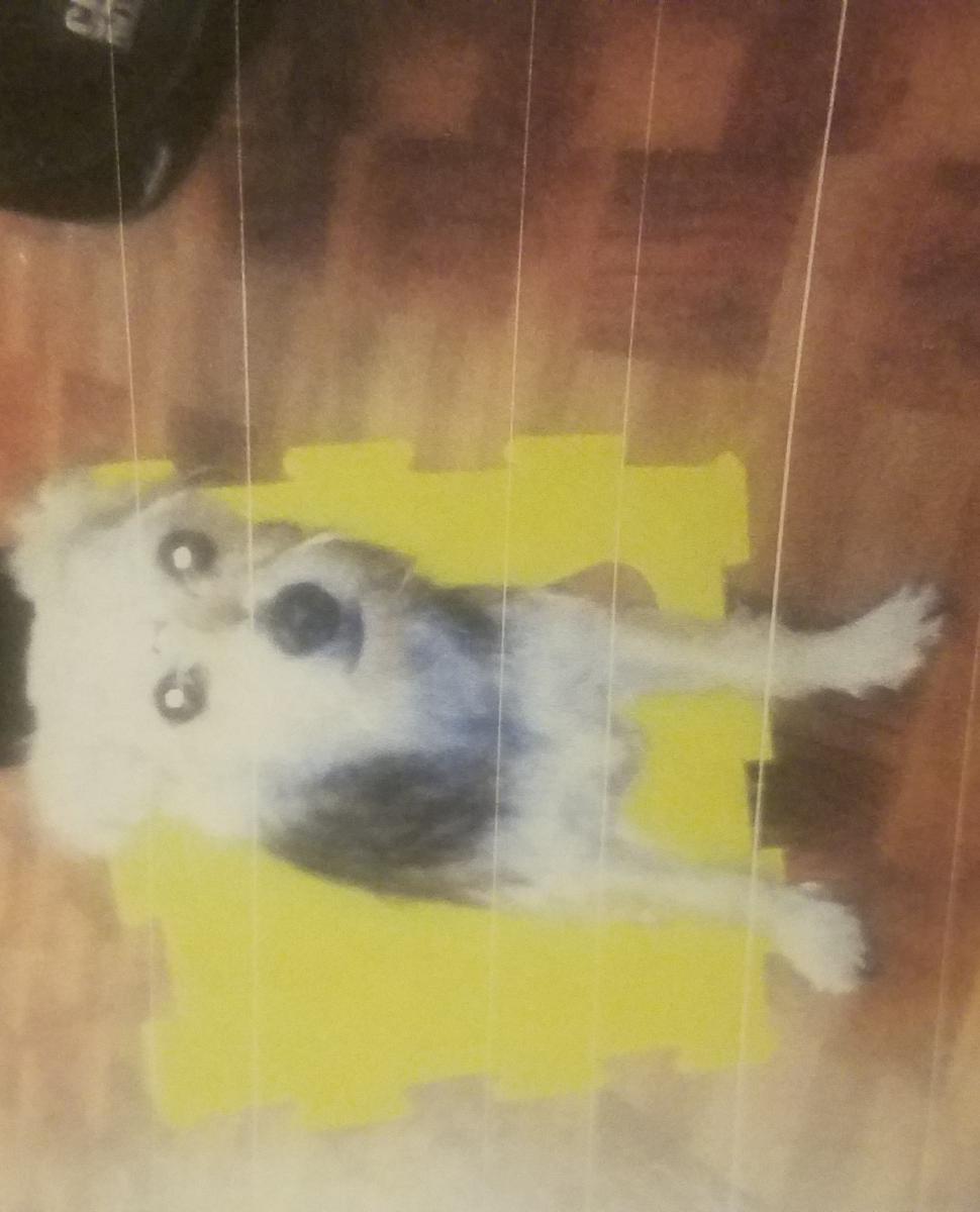 Image of Kiwi, Lost Dog