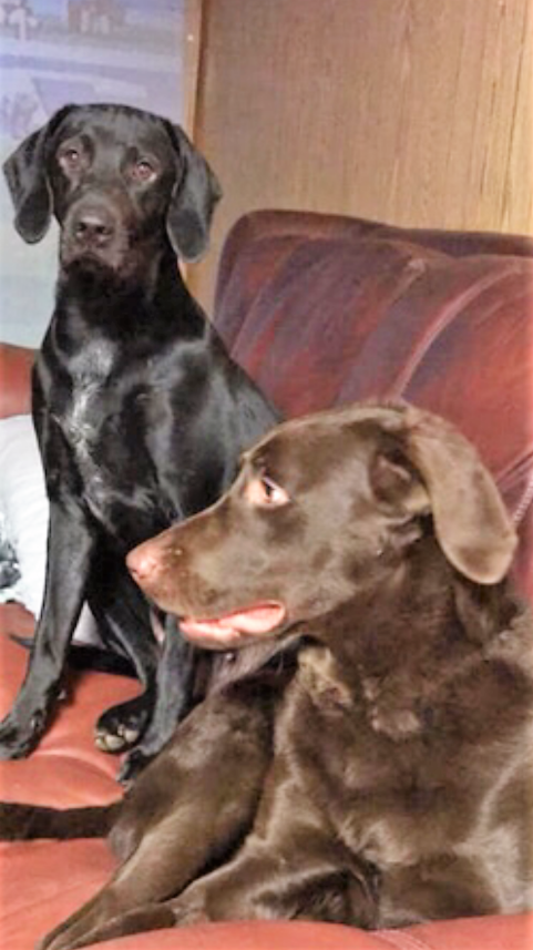 Image of Kimber and Colt, Lost Dog