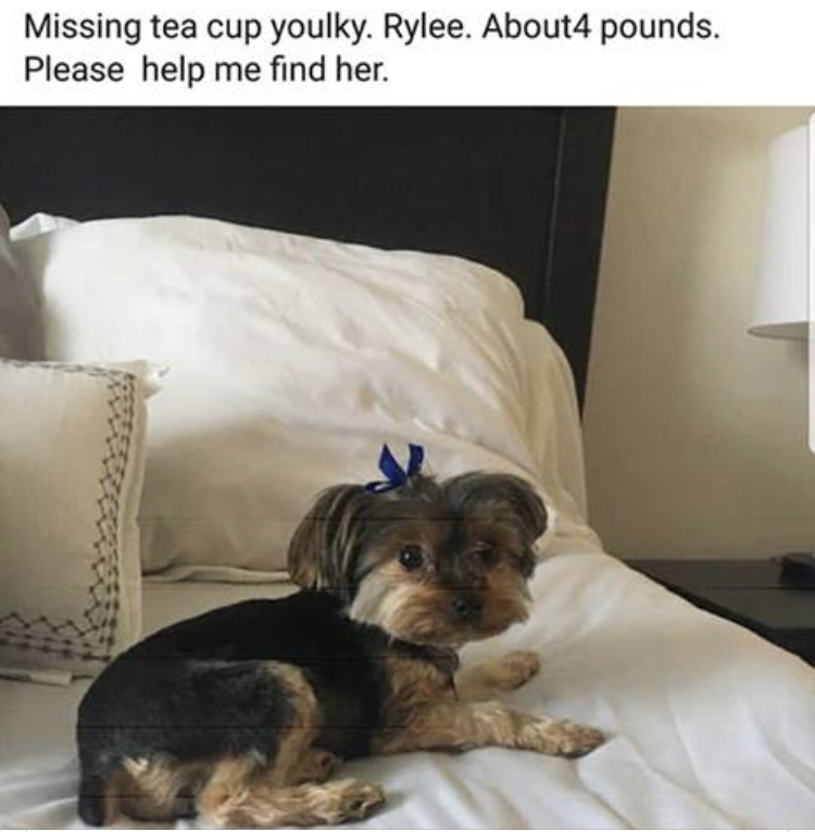 Image of Rylee, Lost Dog