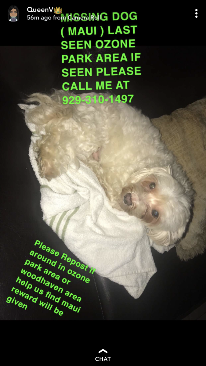 Image of Mauii, Lost Dog