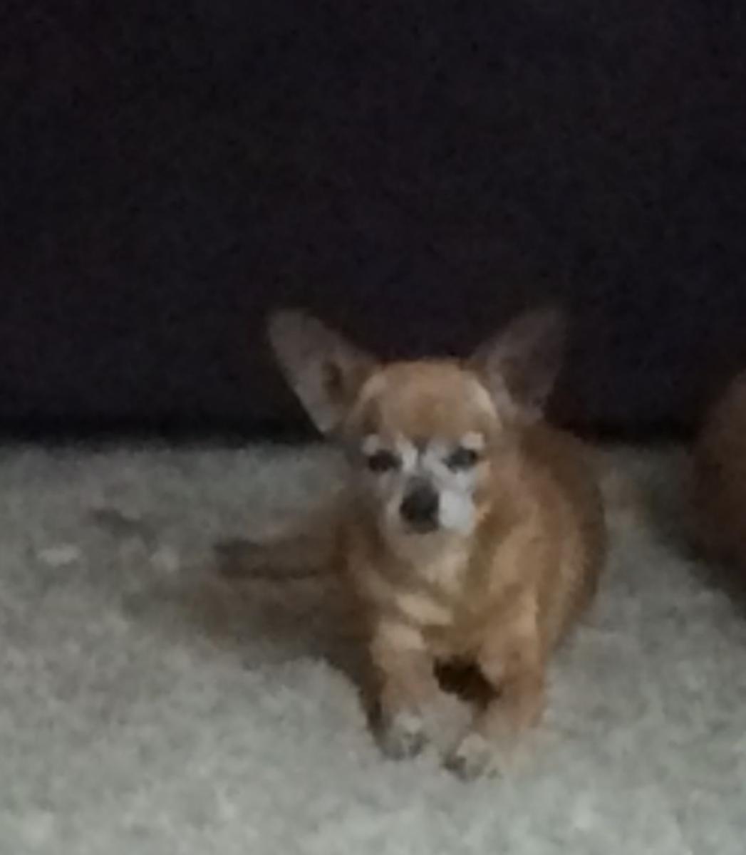 Image of Chito, Lost Dog