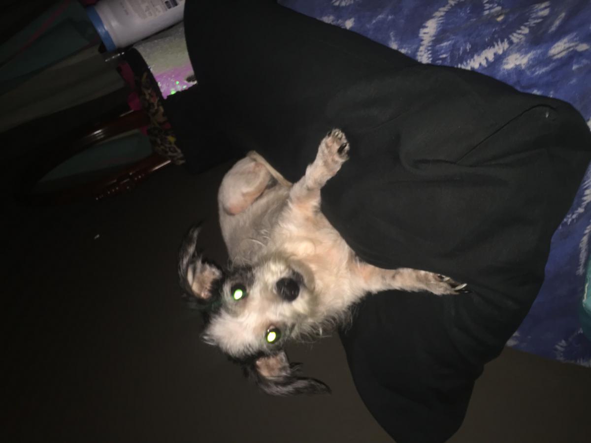 Image of Shilow, Lost Dog