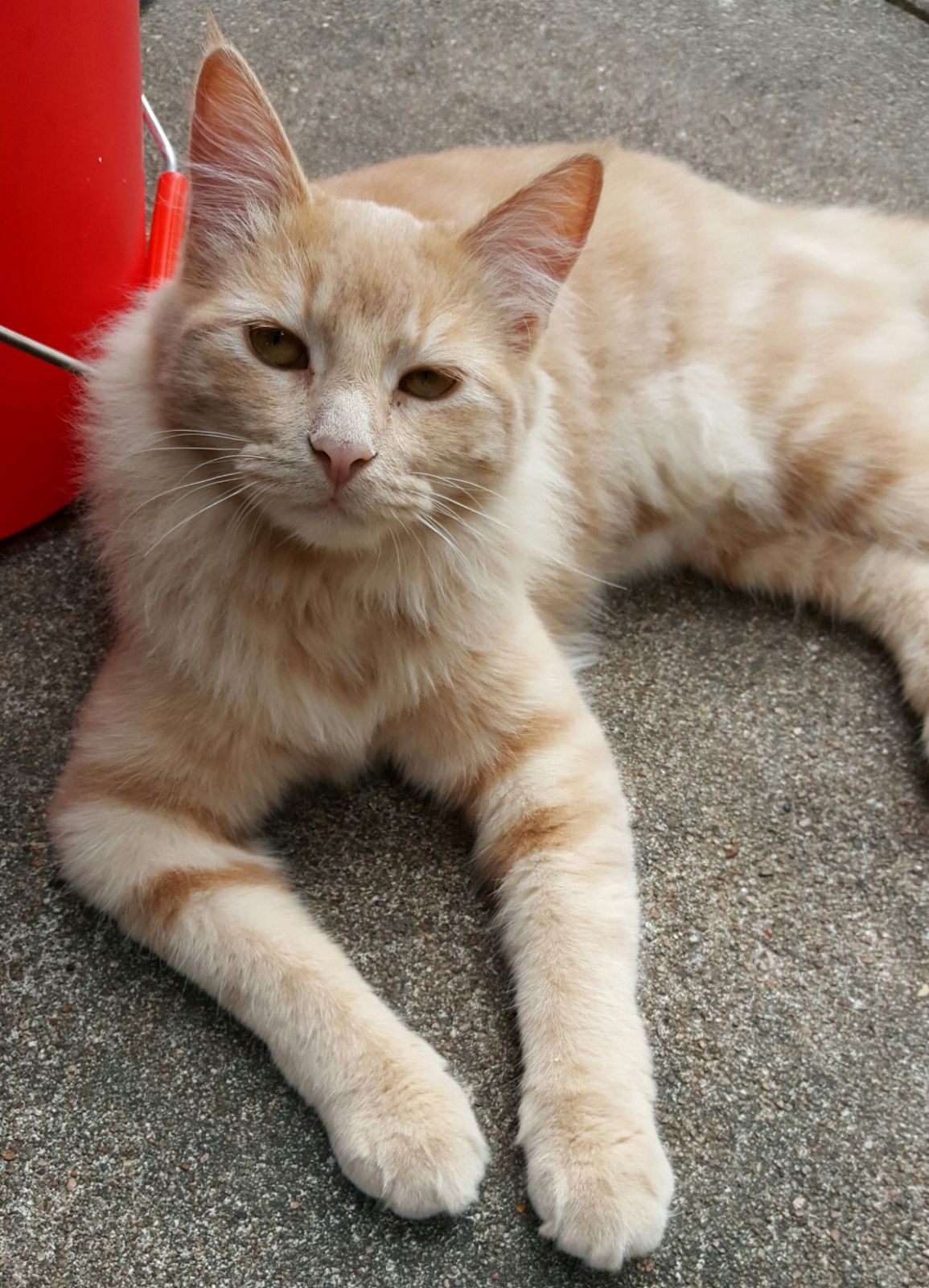 Image of TUNA, Lost Cat