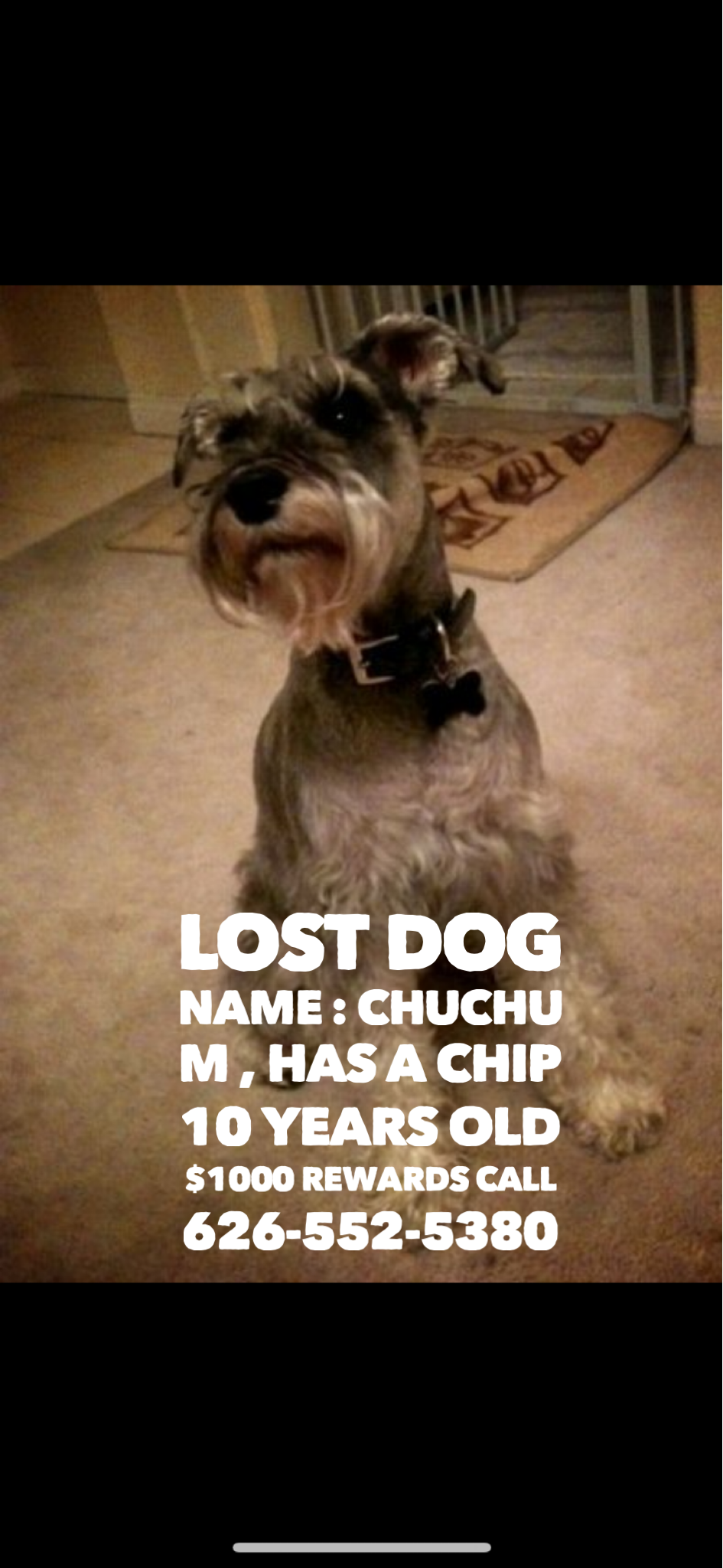 Image of Chuchu, Lost Dog