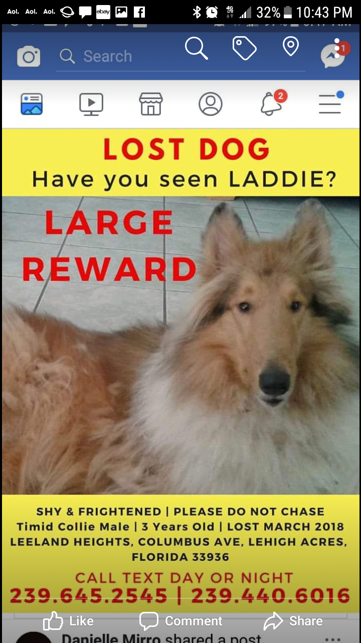 Image of Laddie, Lost Dog