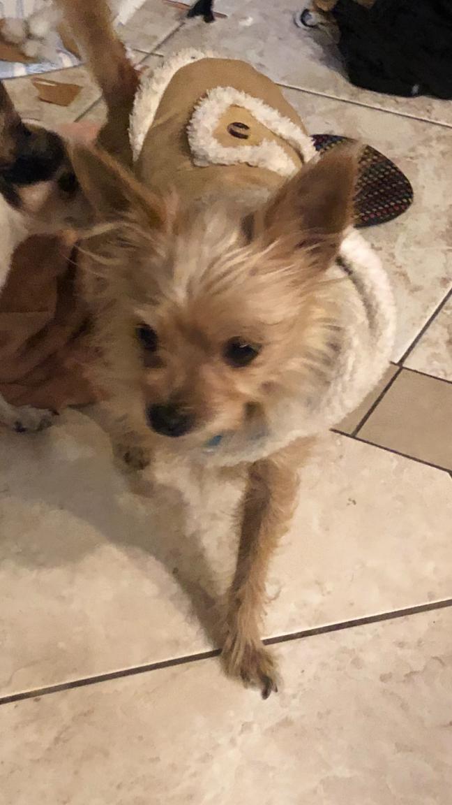 Image of Sissy, Lost Dog