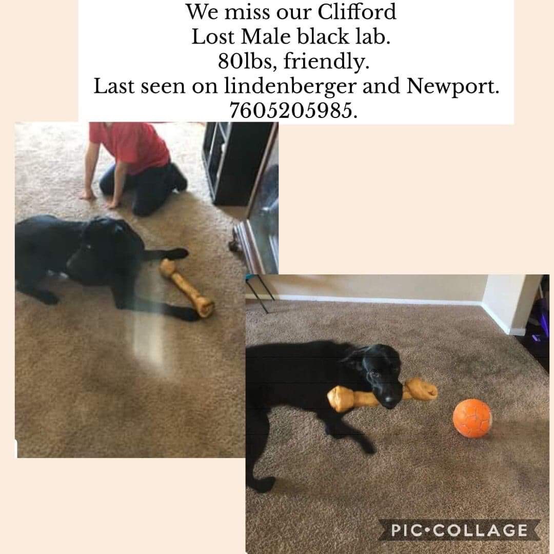 Image of Clifford, Lost Dog