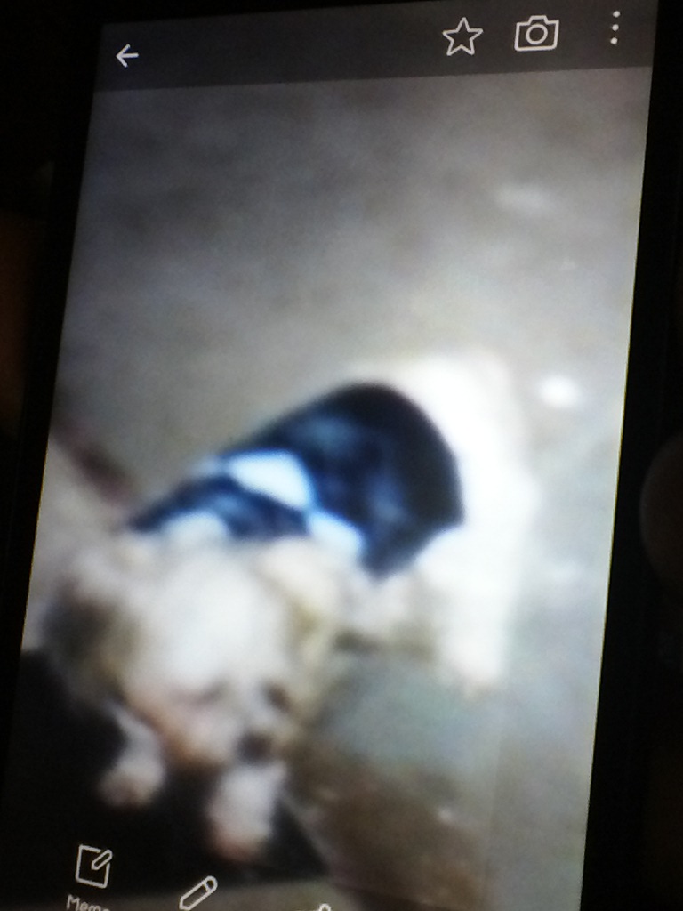 Image of Scrubby, Lost Dog