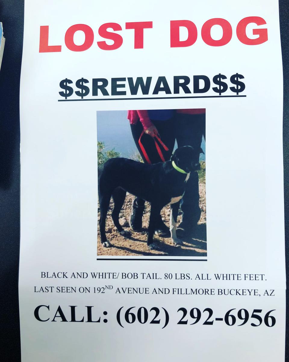 Image of Eve, Lost Dog