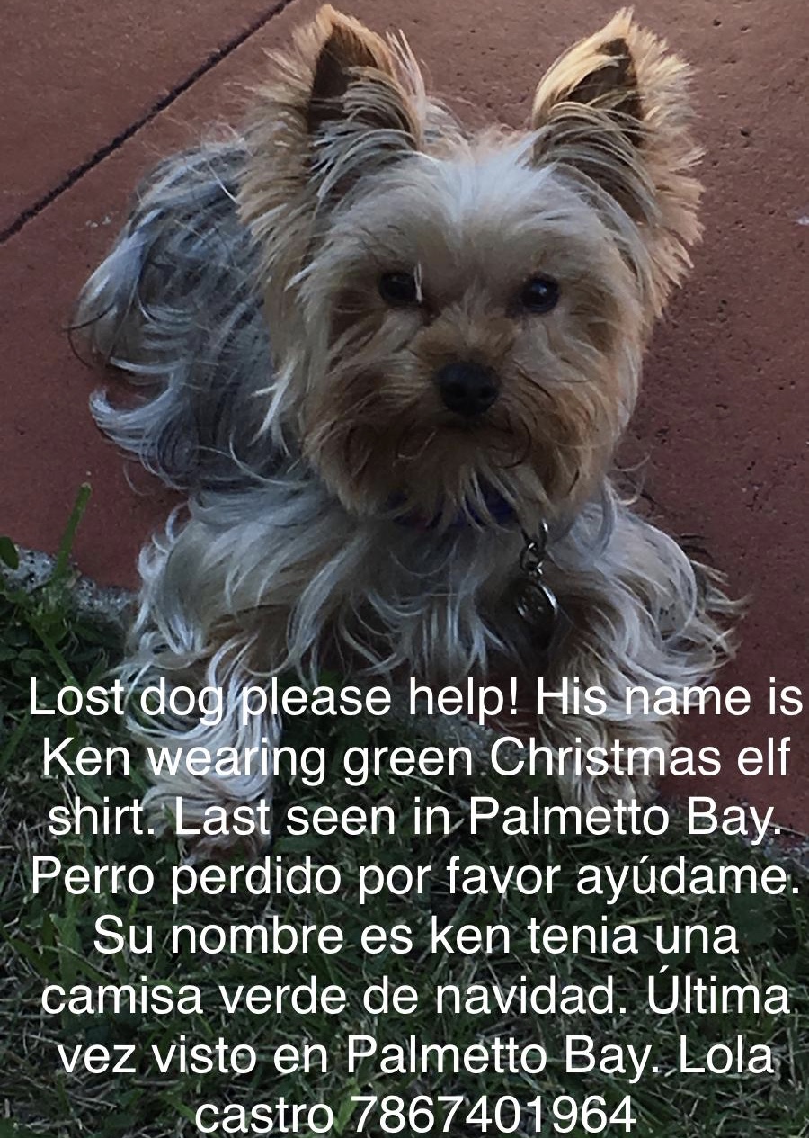 Image of Ken, Lost Dog