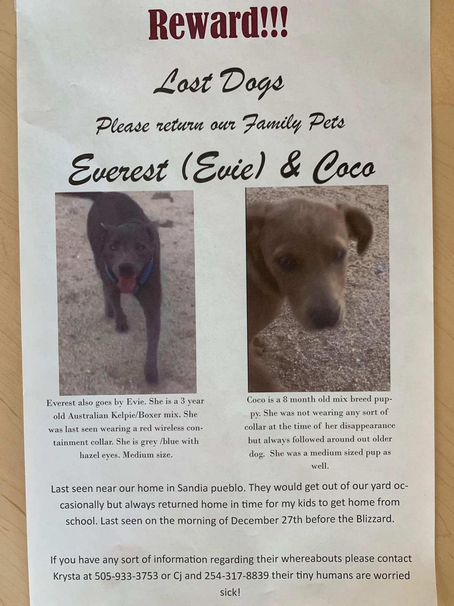 Image of Evie and coco, Lost Dog