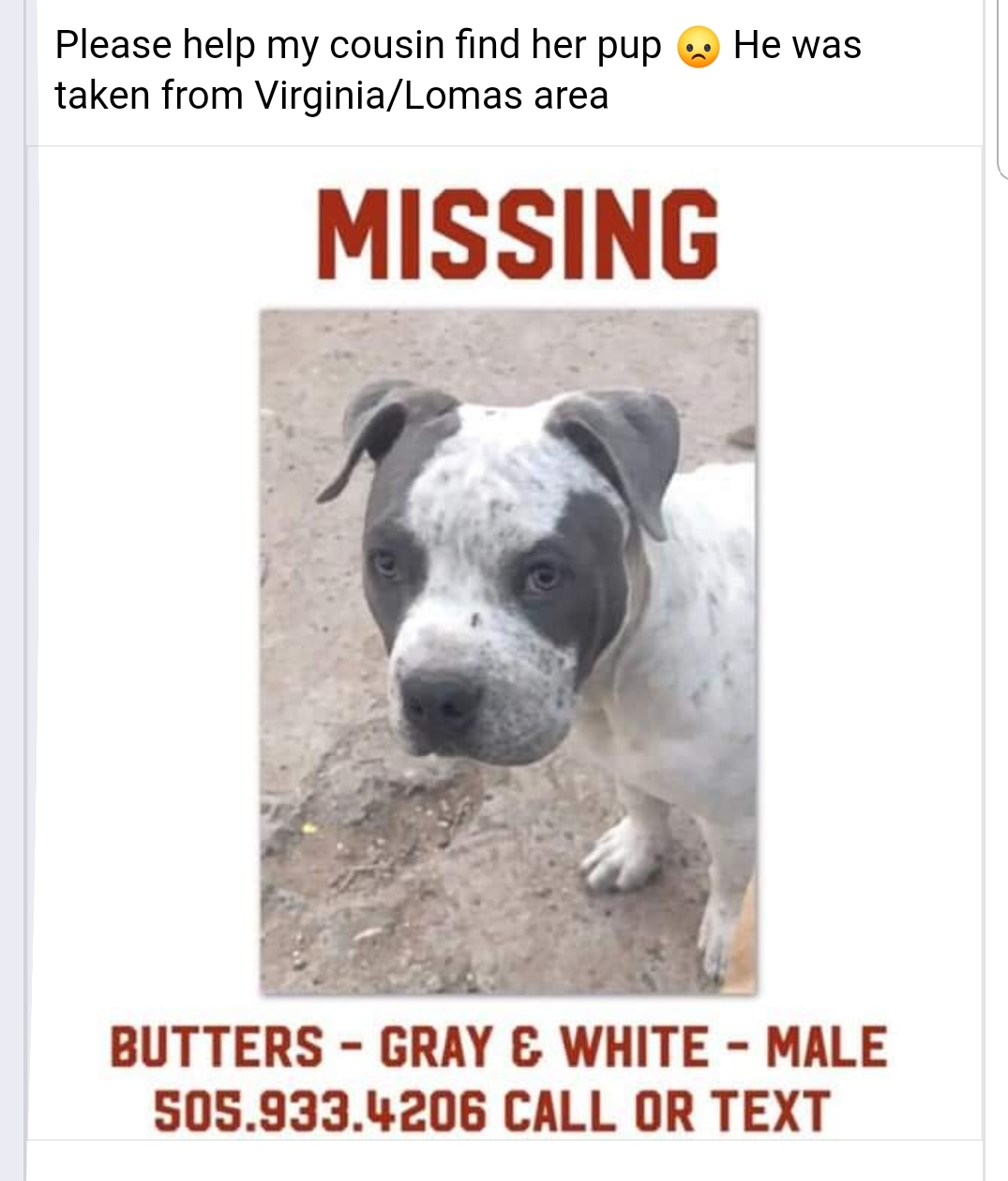 Image of BUTTERS, Lost Dog