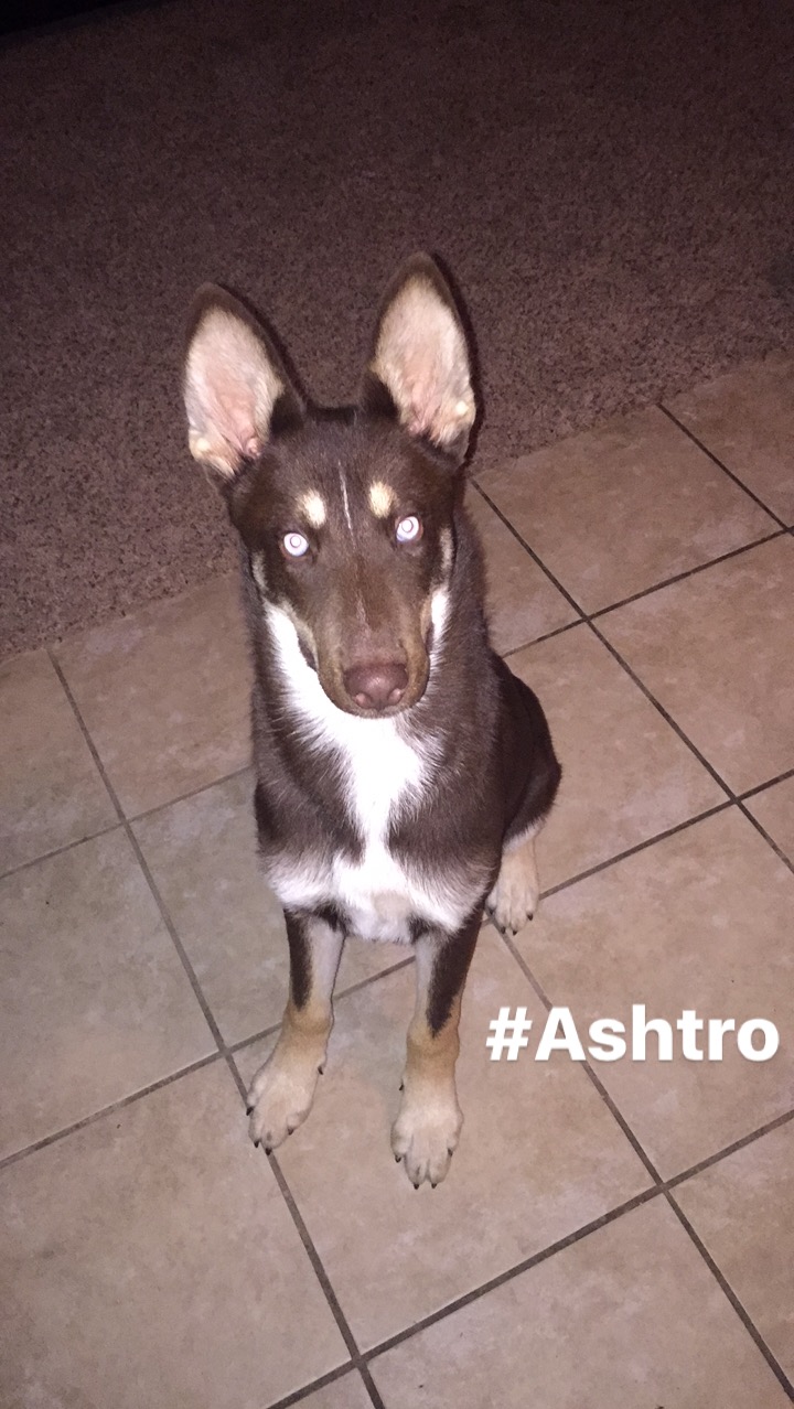 Image of Astro, Lost Dog