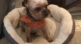 Image of Bosco, Lost Dog