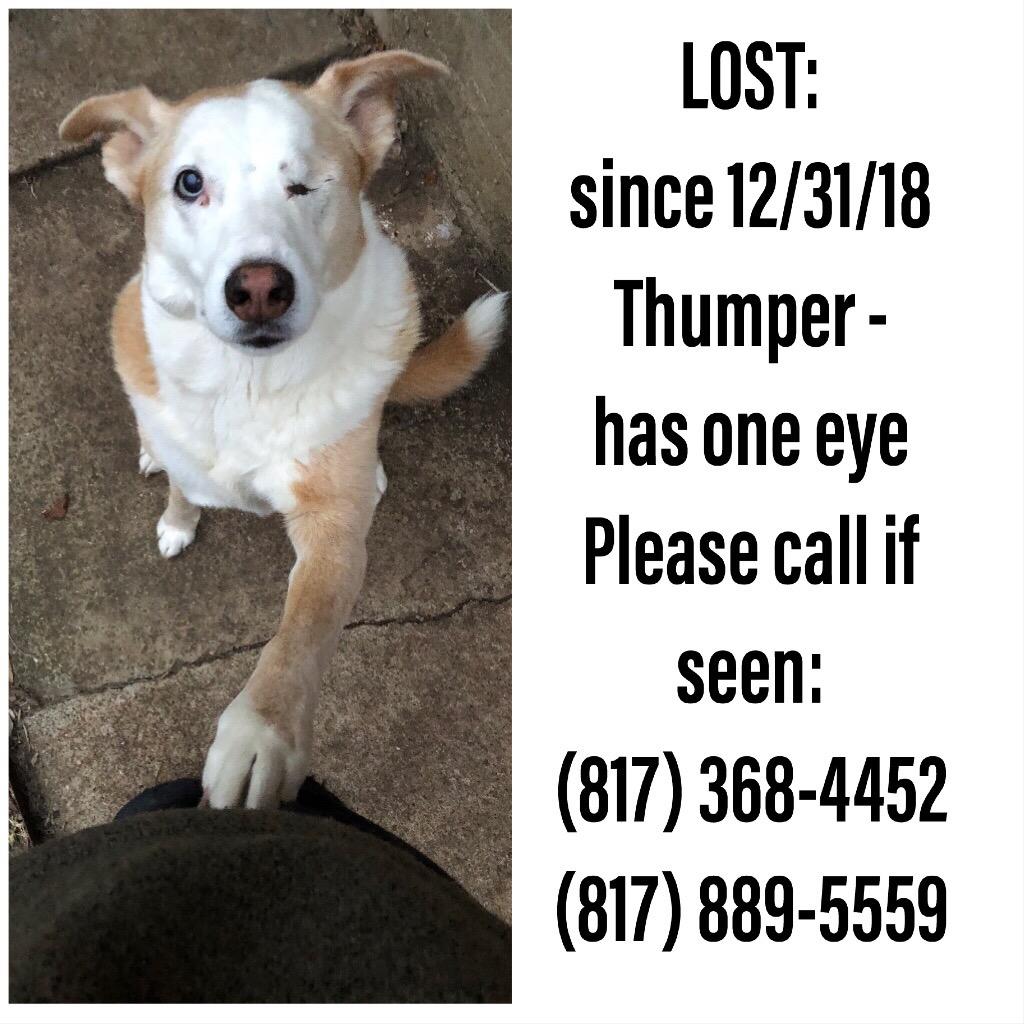 Image of Thumper, Lost Dog