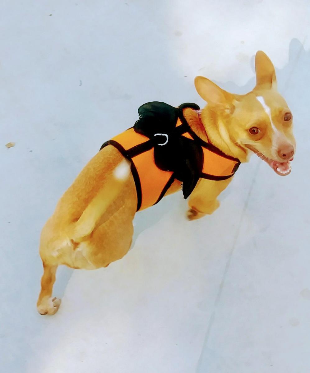 Image of Pumpkin, Lost Dog