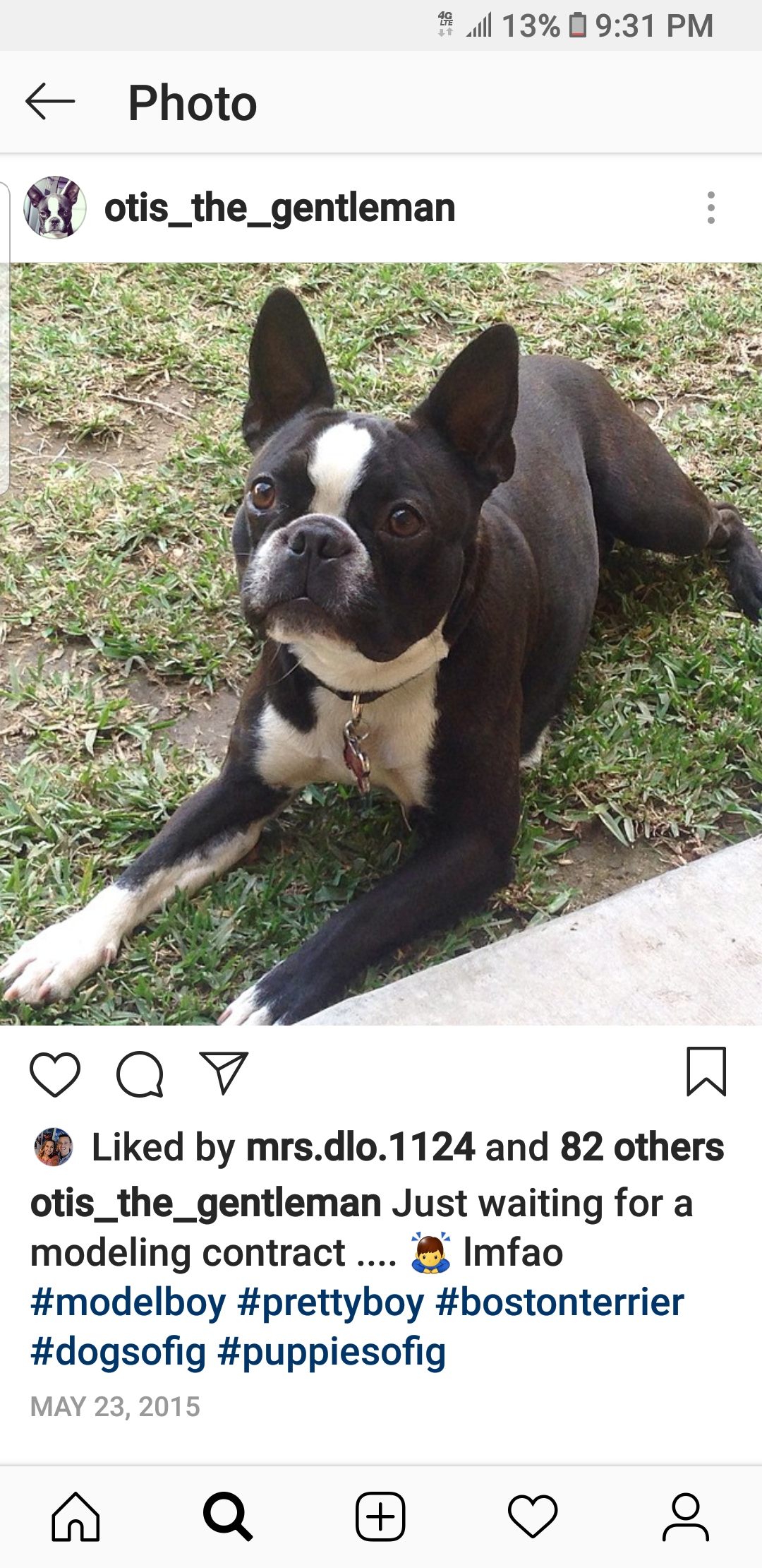 Image of Otis, Lost Dog