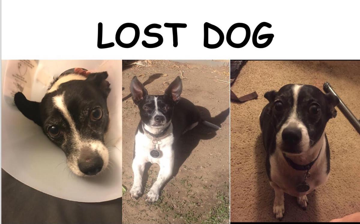 Image of Jose, Lost Dog