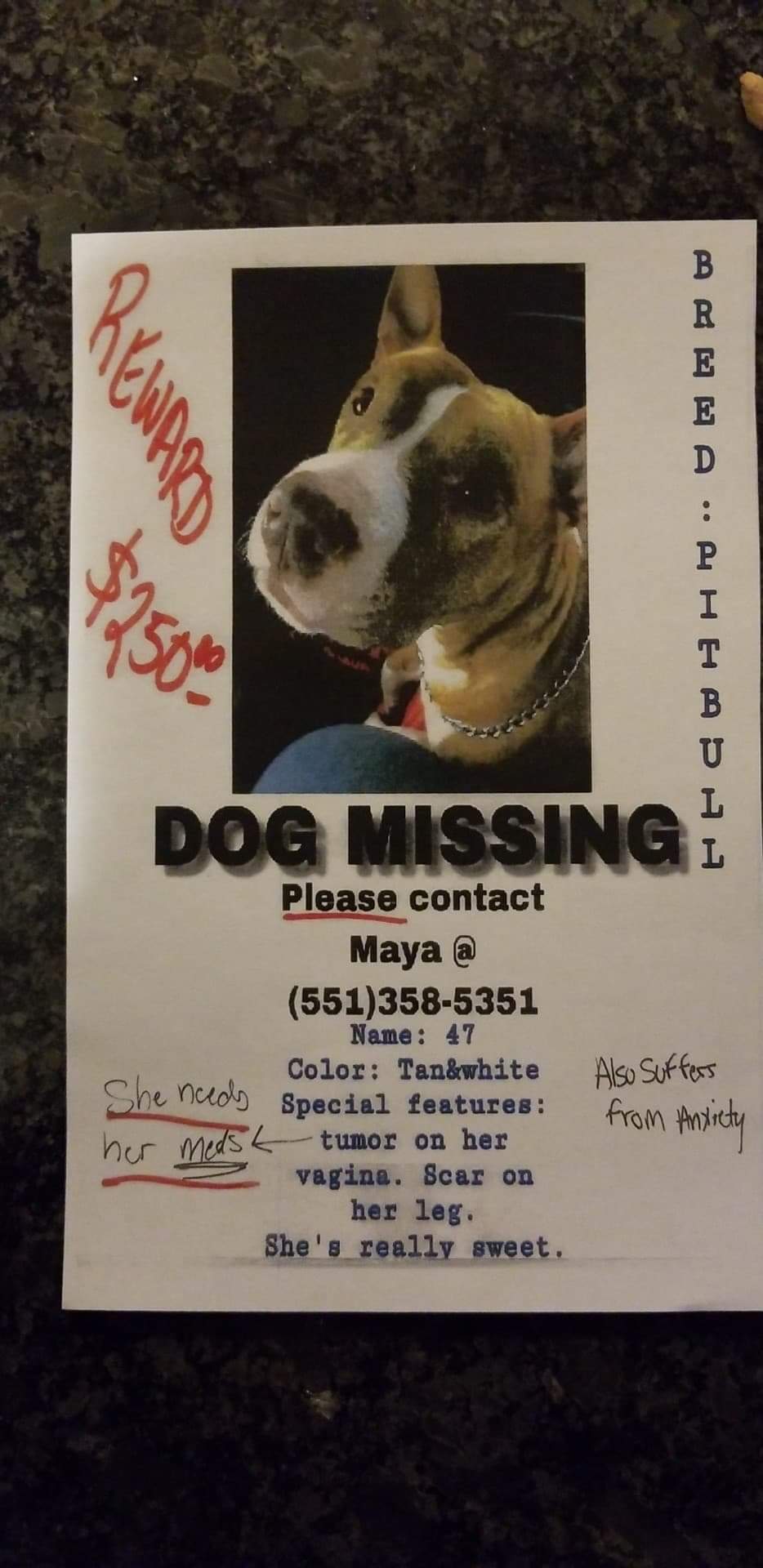 Image of 47 or Boogie, Lost Dog